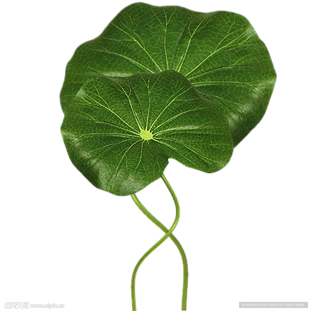 鲜花素材