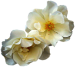 鲜花素材