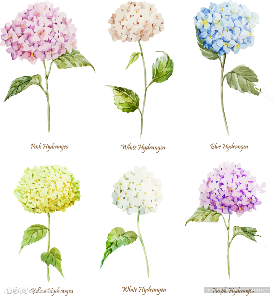 鲜花素材