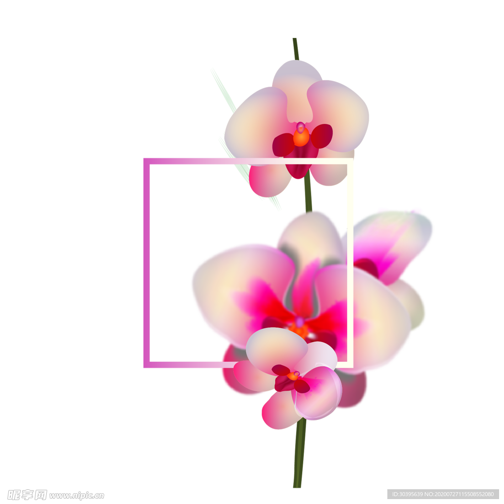 鲜花素材