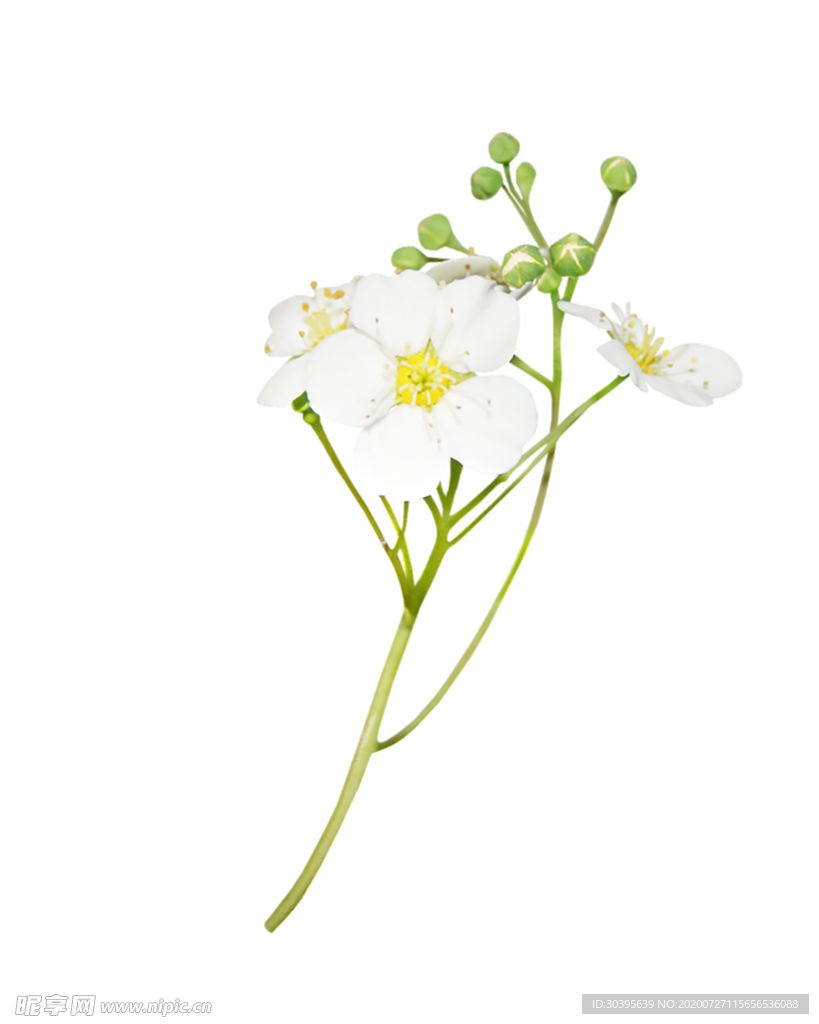 鲜花素材