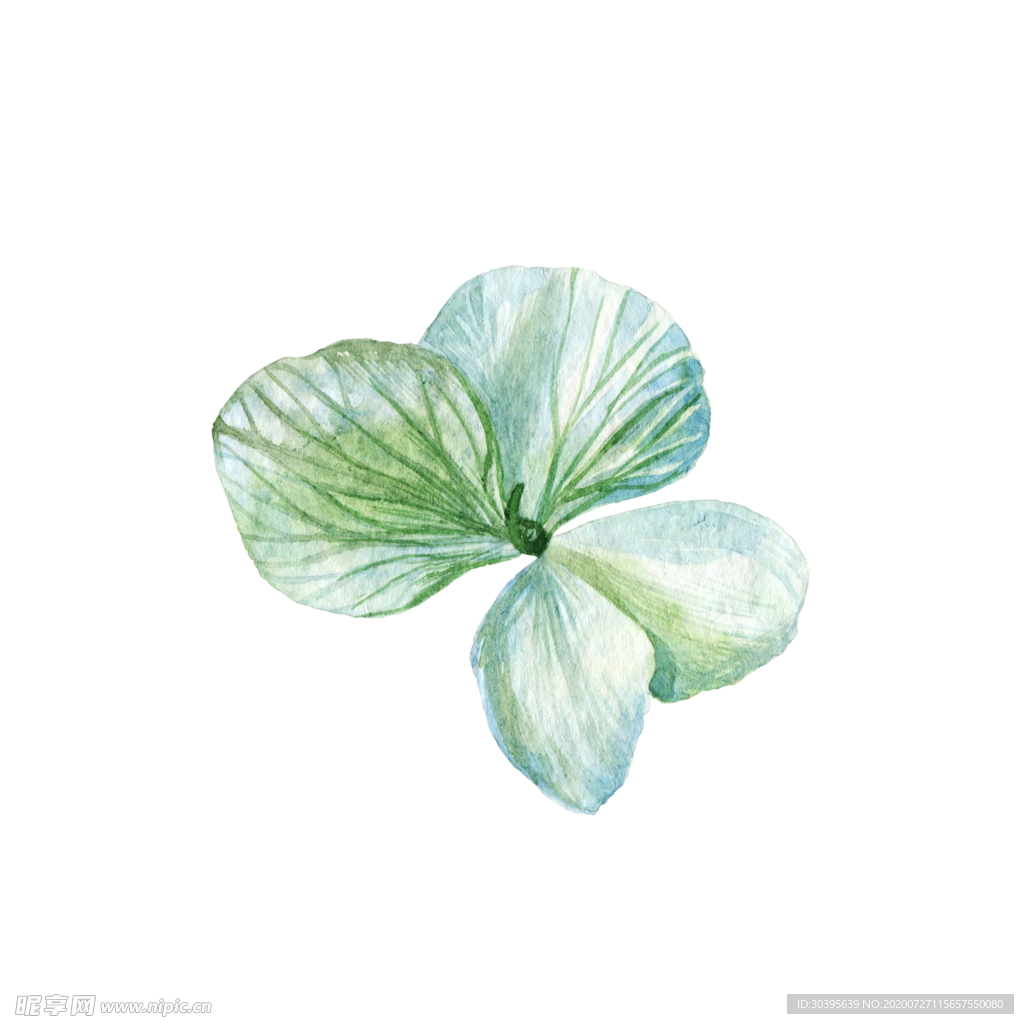 鲜花素材