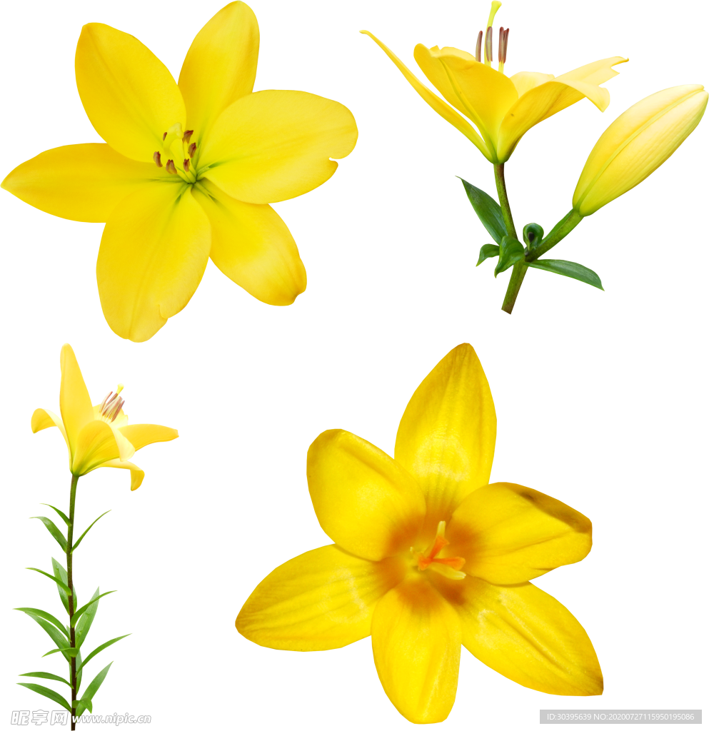 鲜花素材