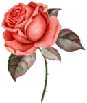 鲜花素材