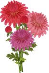 鲜花素材