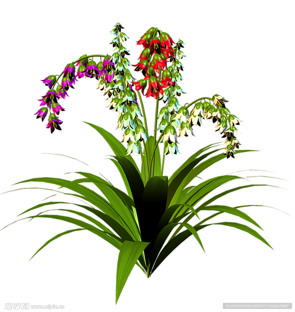 鲜花素材
