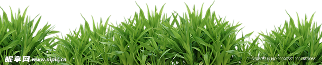 鲜花素材