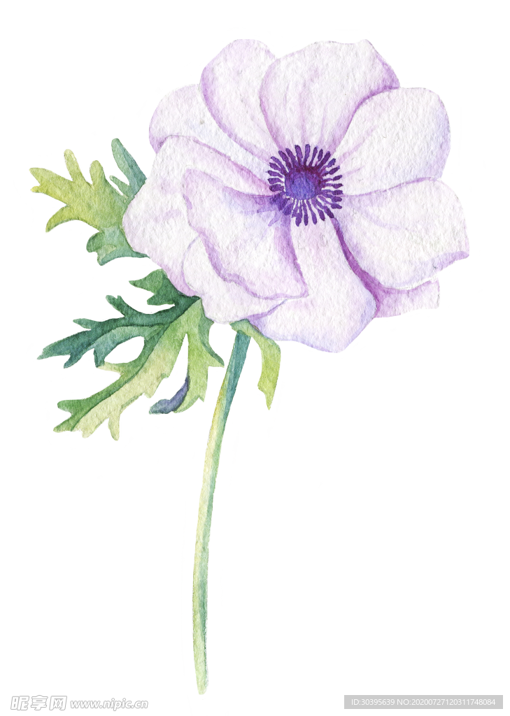鲜花素材