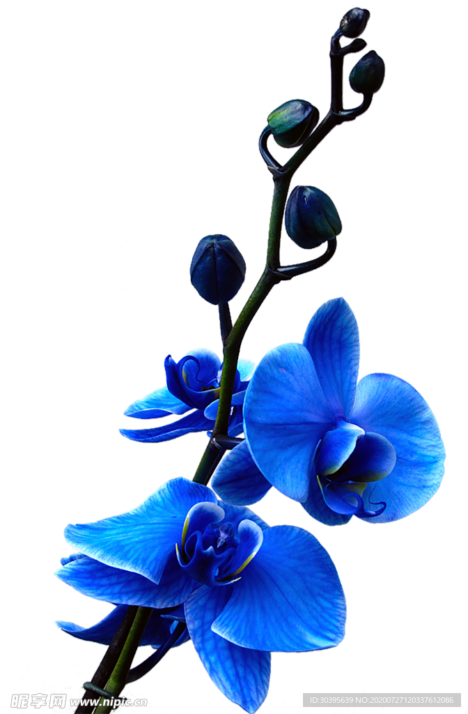 鲜花素材