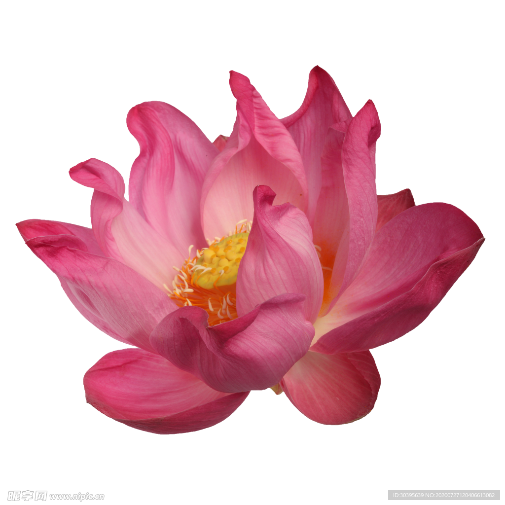 鲜花素材