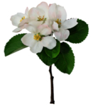 鲜花素材