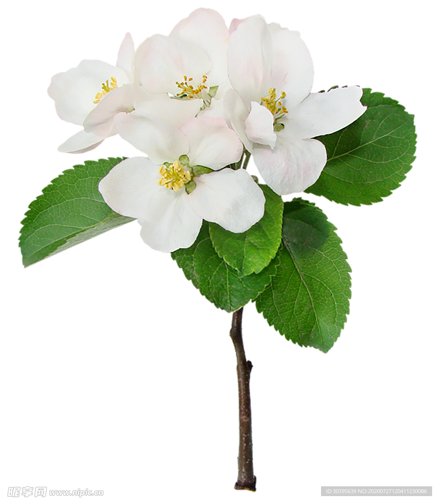 鲜花素材