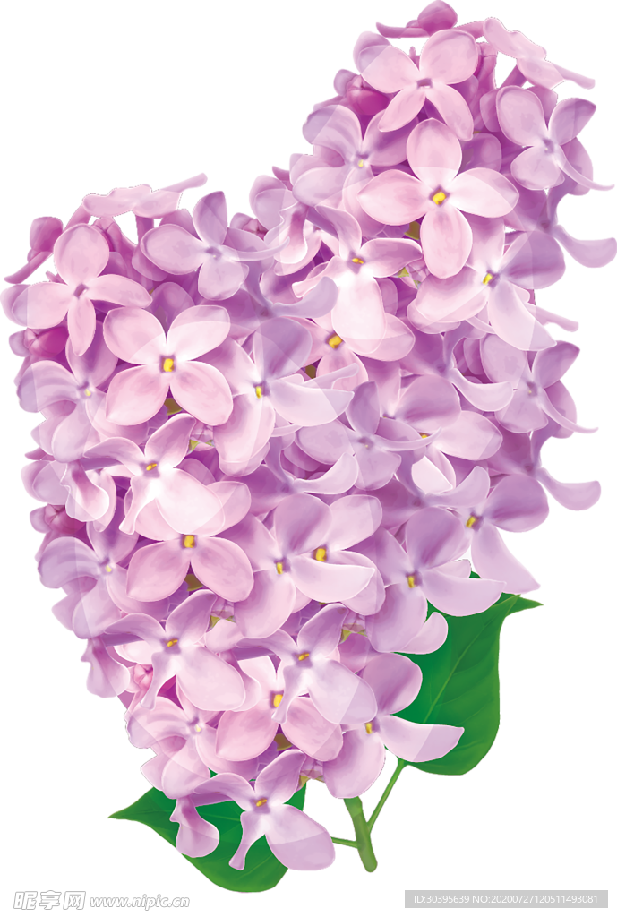 鲜花素材