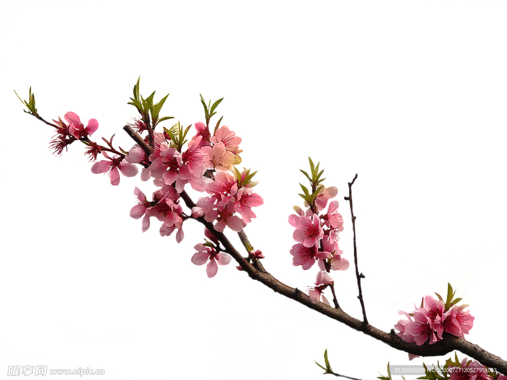 鲜花素材