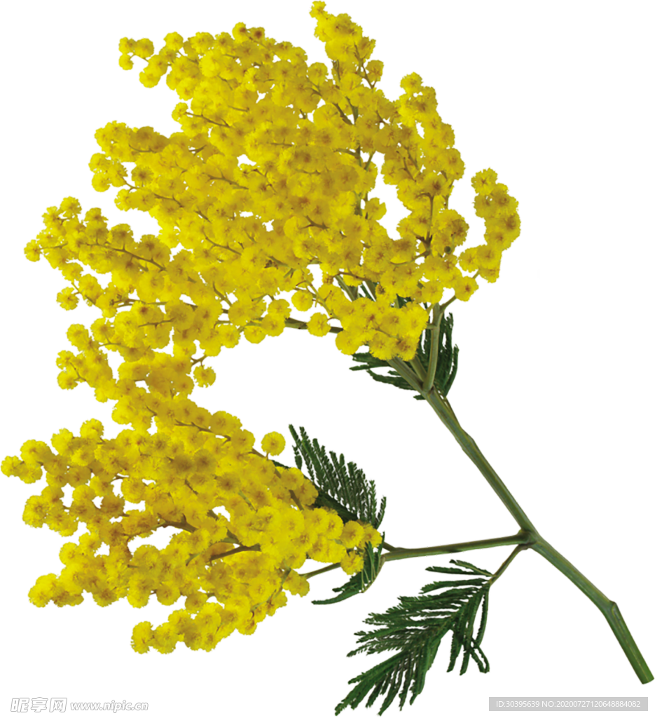 鲜花素材