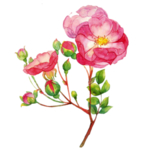 鲜花素材