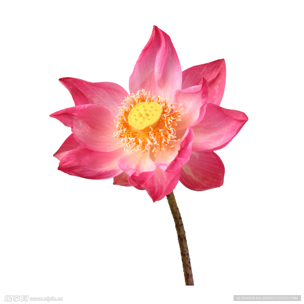 鲜花素材