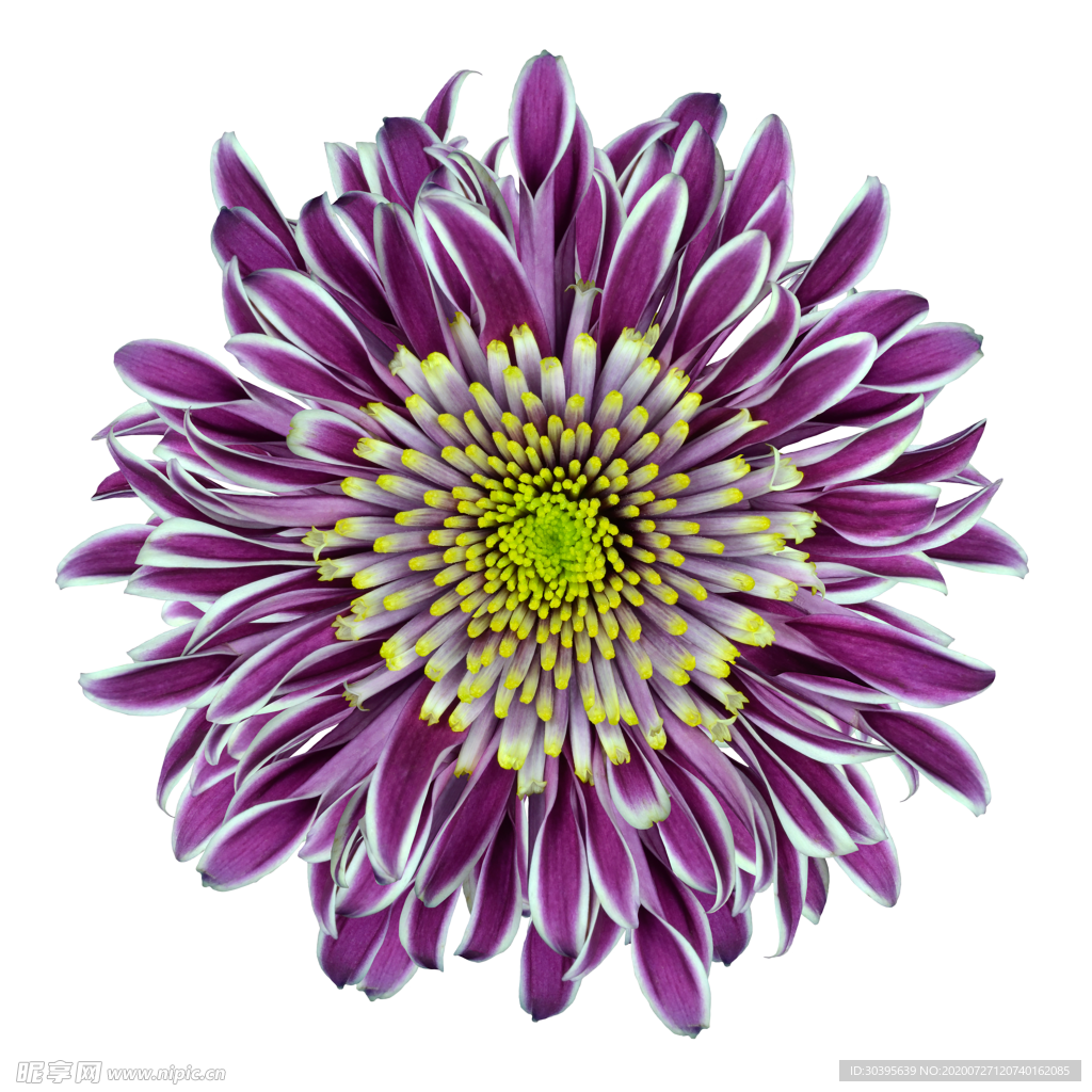 鲜花素材