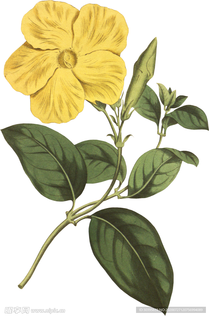 鲜花素材