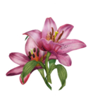 鲜花素材
