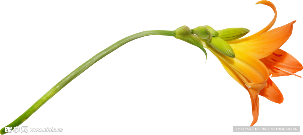 鲜花素材