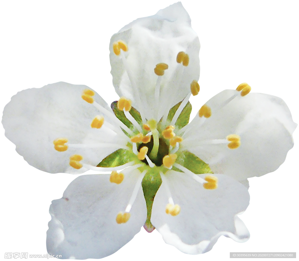 鲜花素材