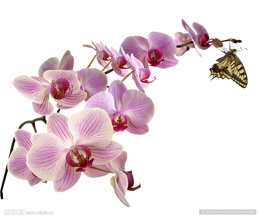鲜花素材