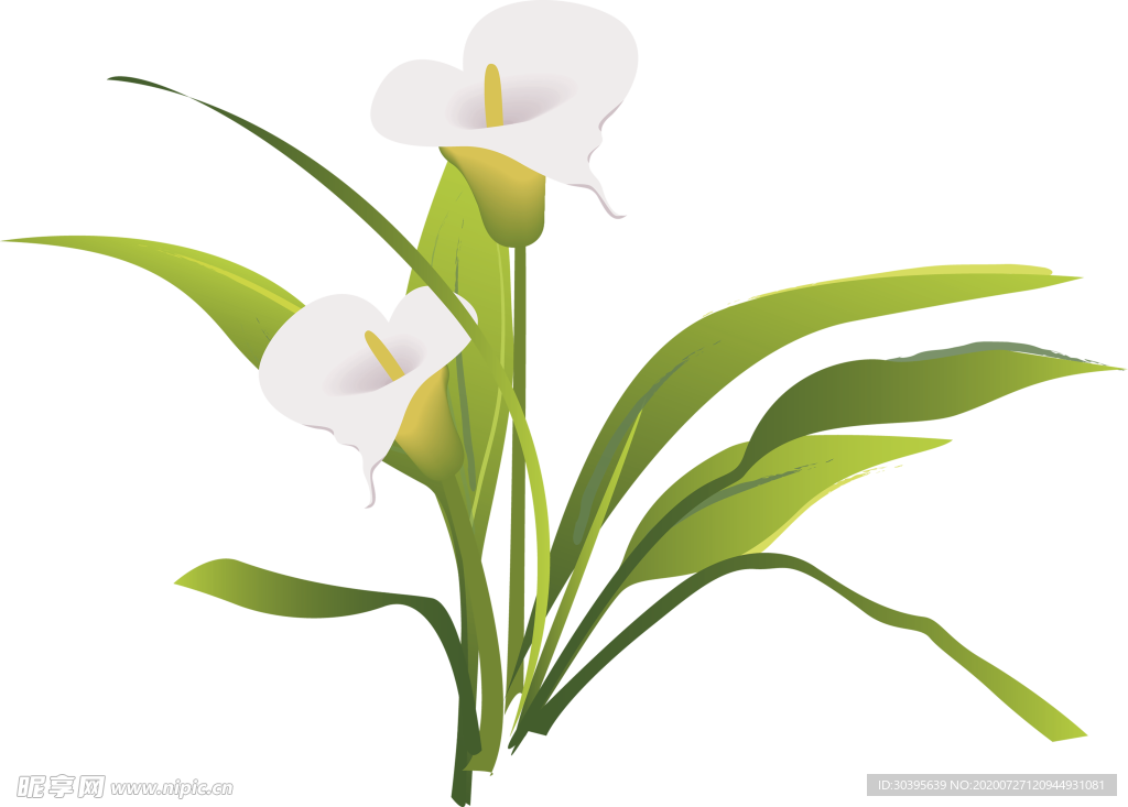 鲜花素材