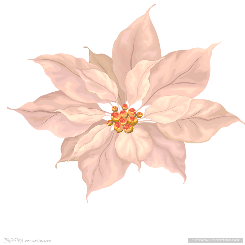 鲜花素材