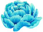 鲜花素材
