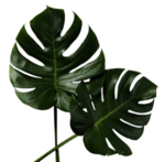 芭蕉叶自然生态海报素材