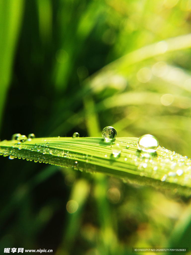 水珠