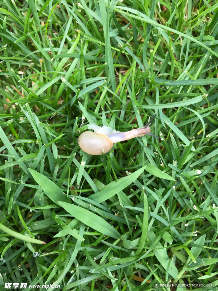 草丛中的蜗牛
