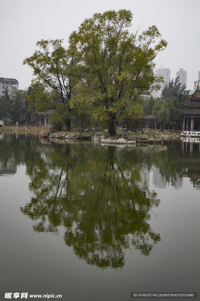 树