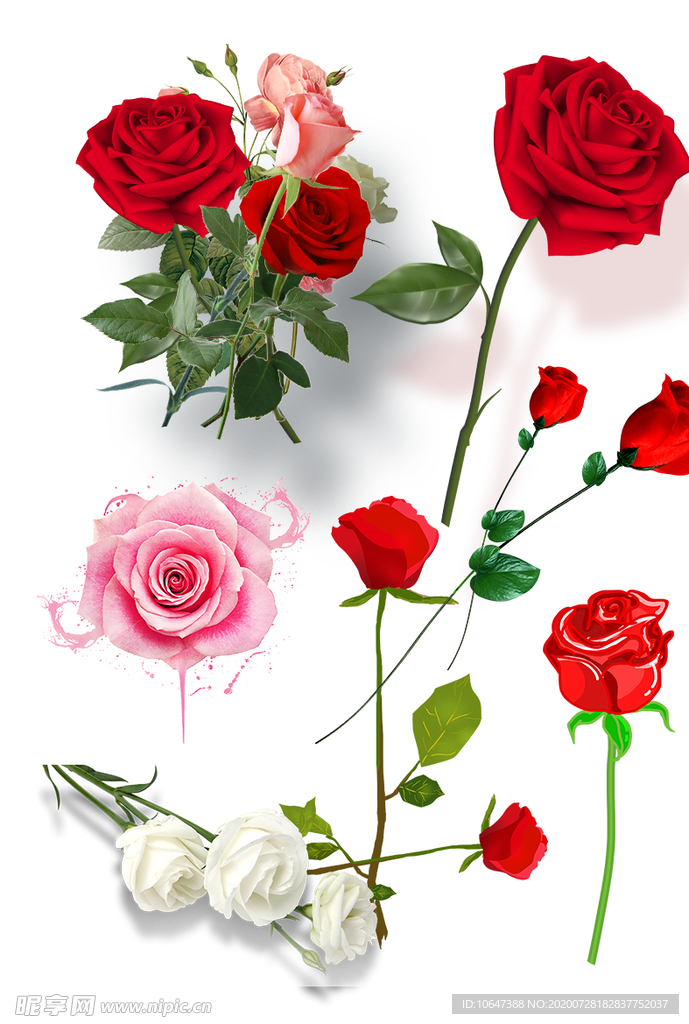 玫瑰花素材