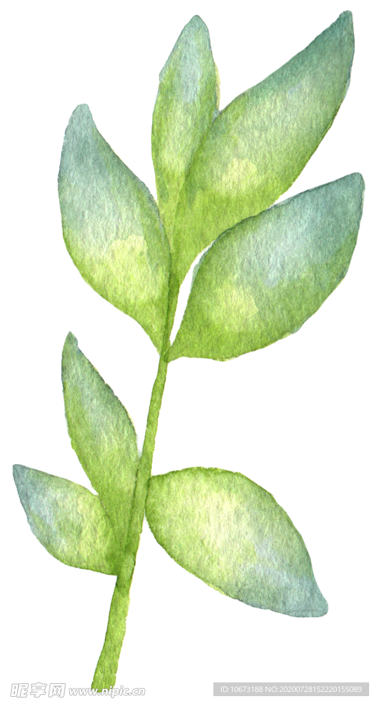 手绘植物