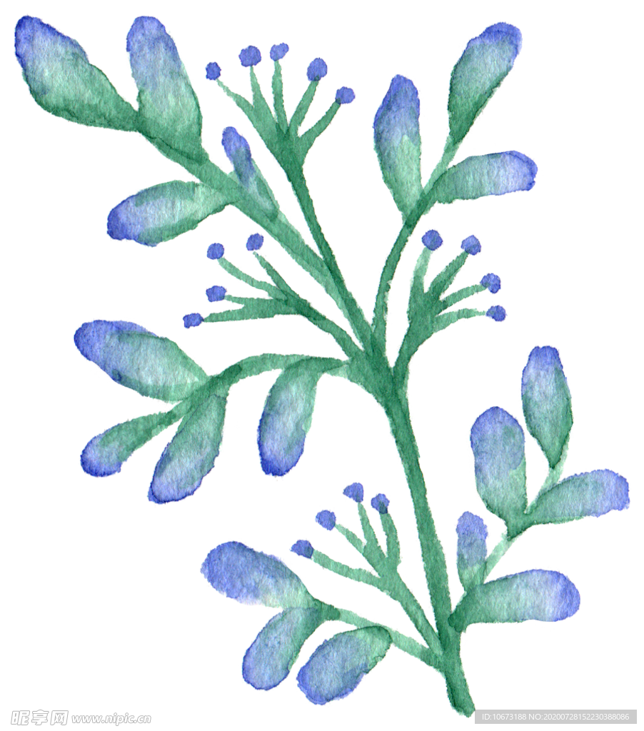 手绘植物