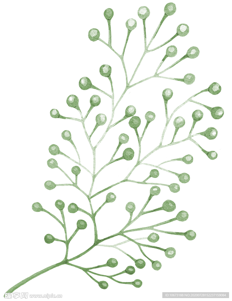 手绘植物
