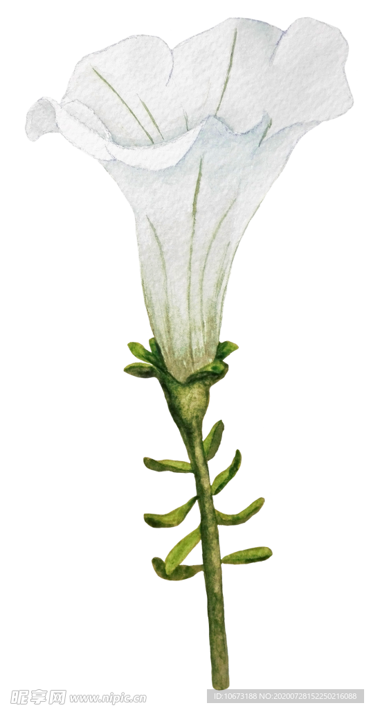 手绘植物
