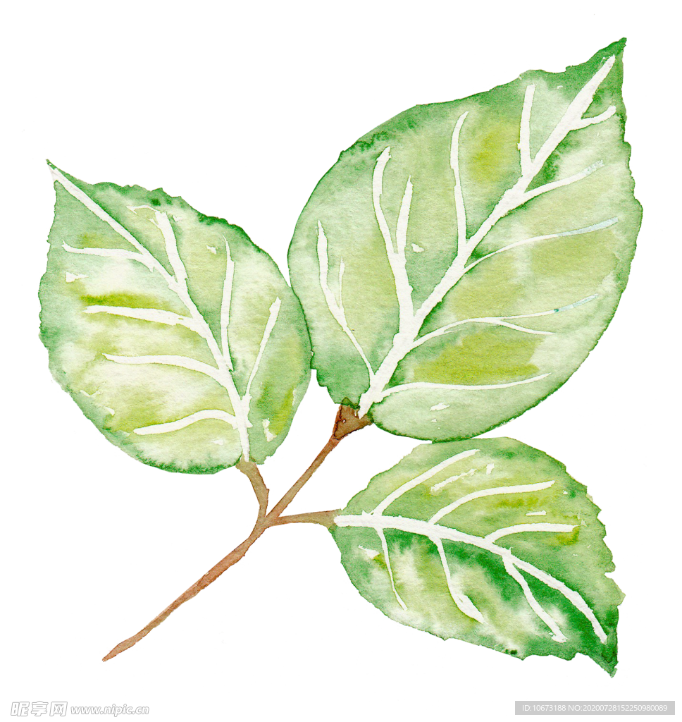 手绘植物
