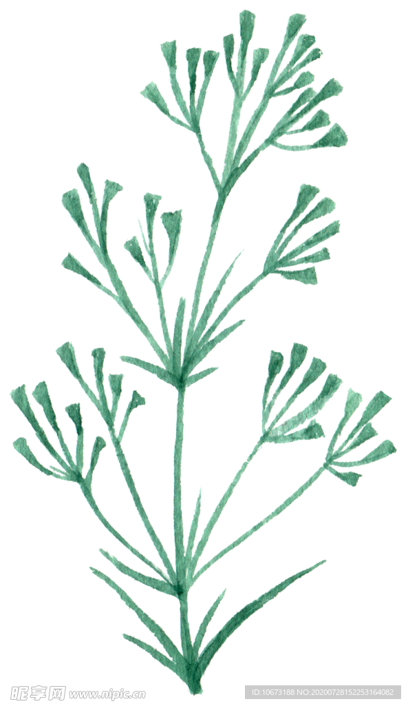 手绘植物