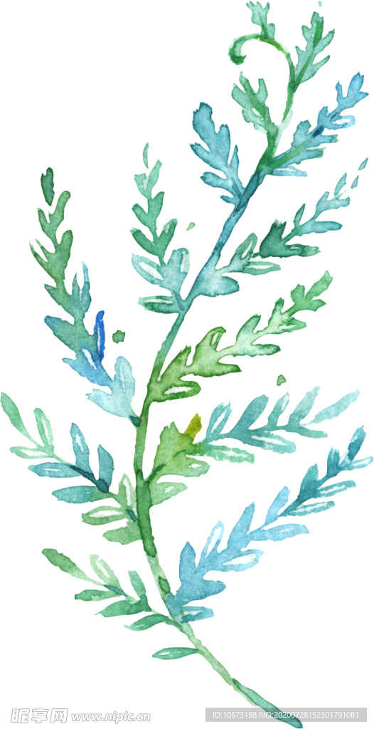 手绘植物