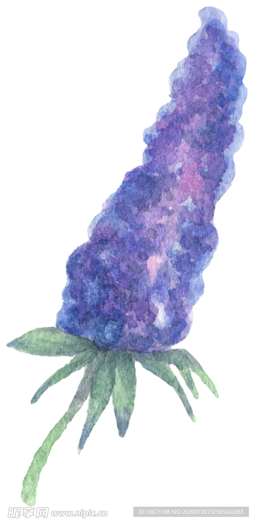 手绘植物