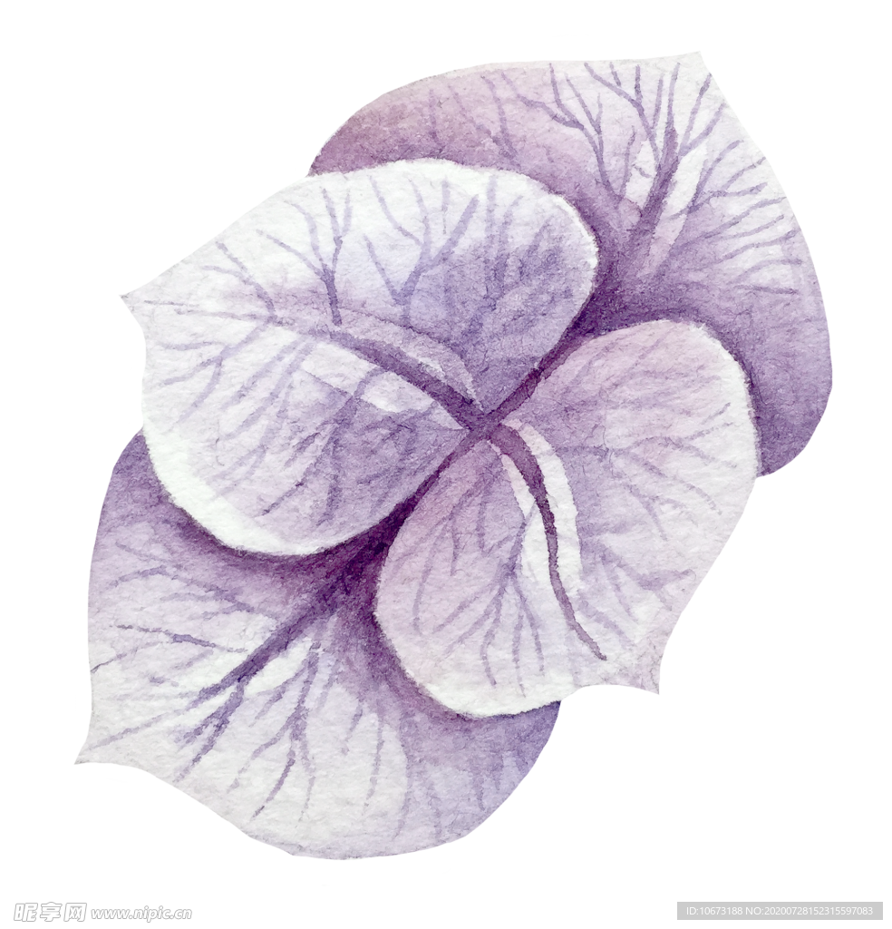 手绘植物