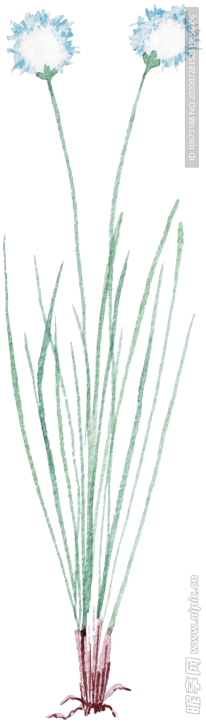 手绘植物