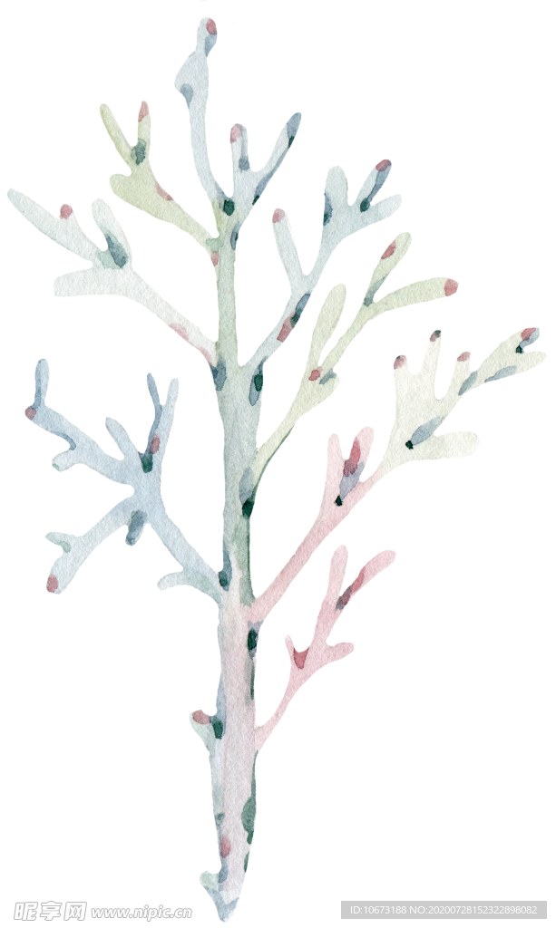 手绘植物