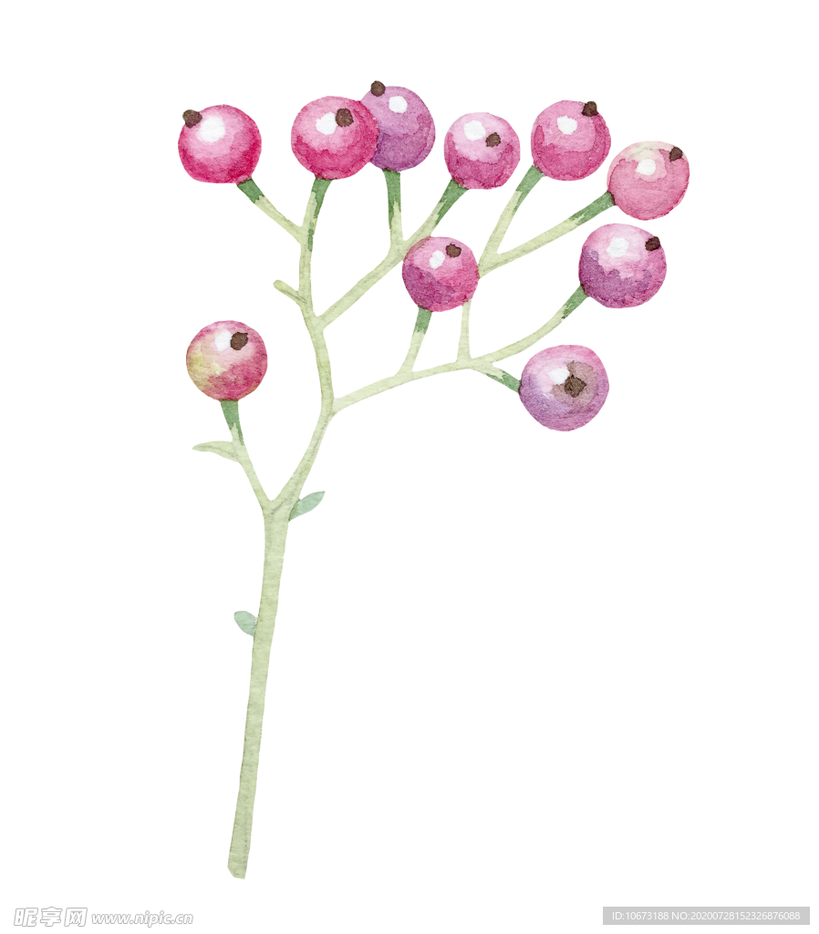 手绘植物