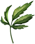 手绘植物