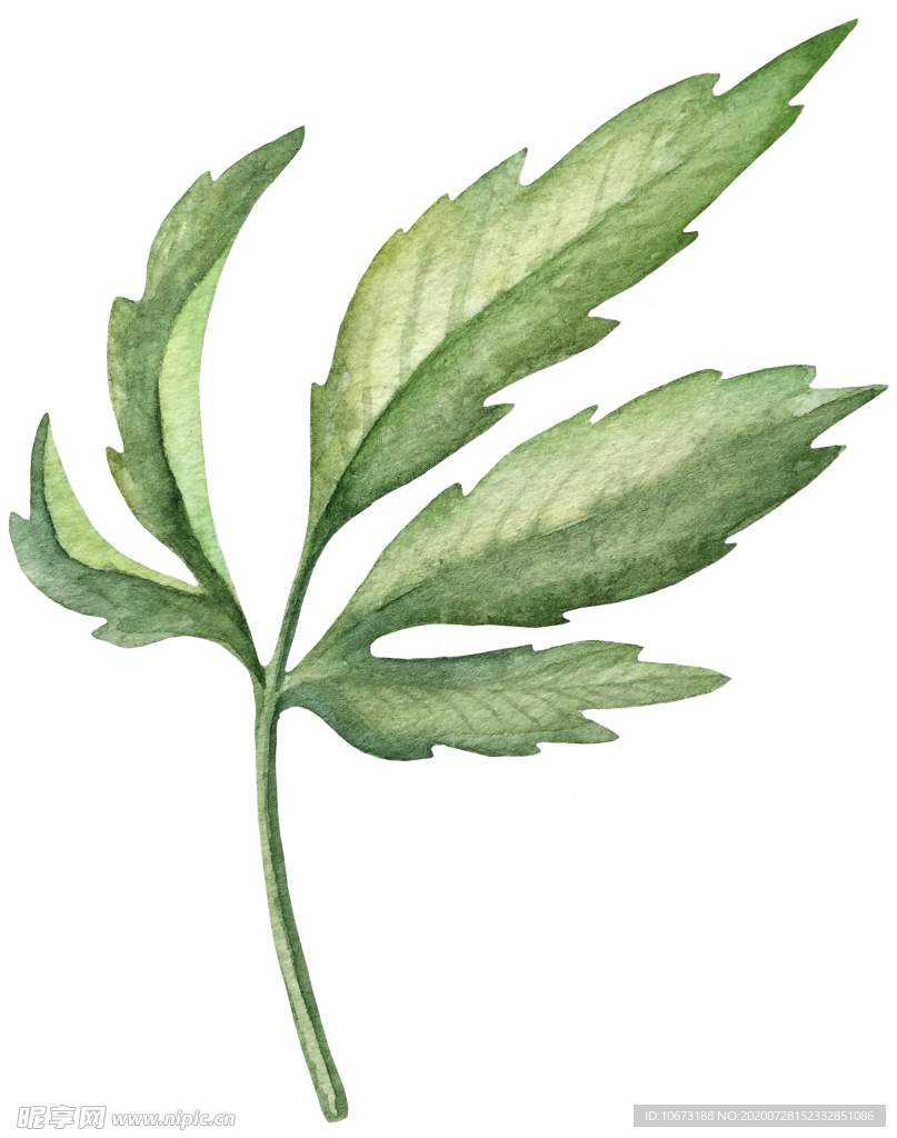 手绘植物
