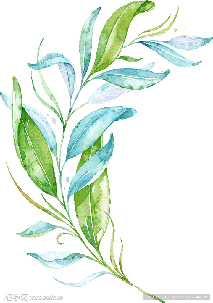手绘植物